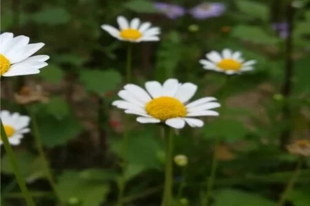 fiore di piretro