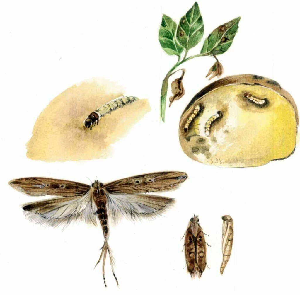 tignola delle patate