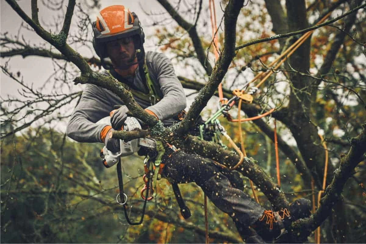 potatura in tree climbing