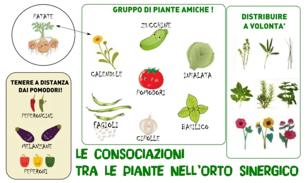 consociazione