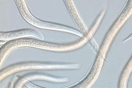 nematodi entomopatogeni