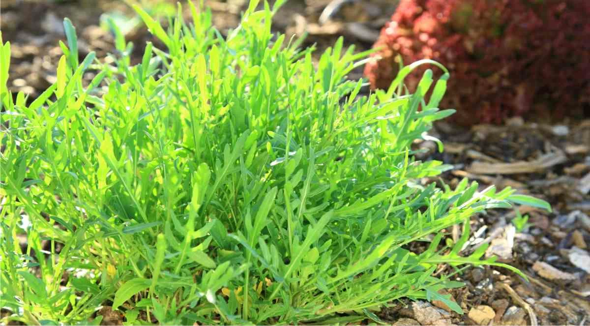 rucola pianta