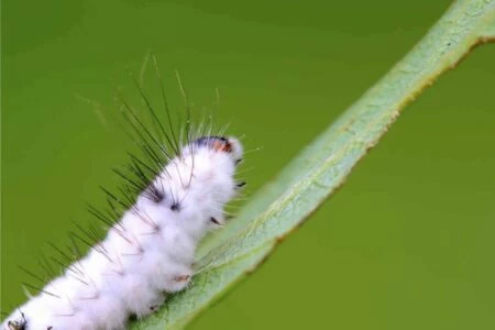 beauveria bassiana