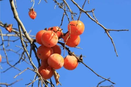 albero di cachi