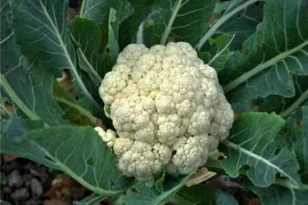 cavolfiore