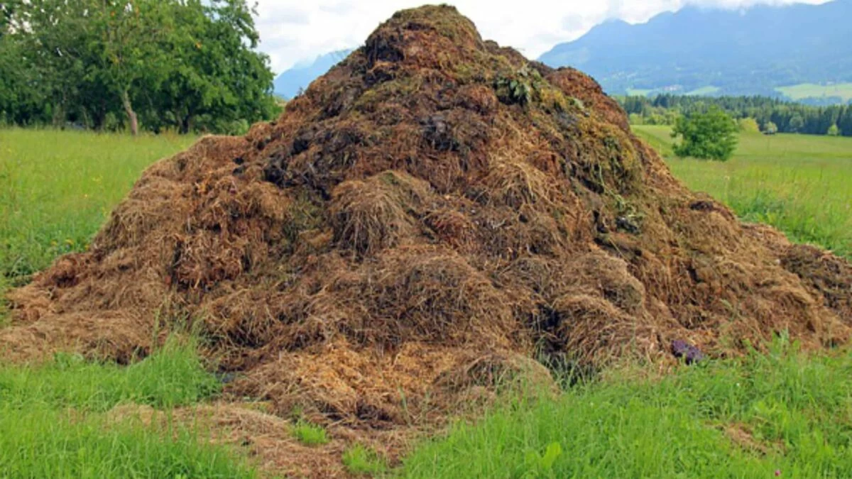 cumulo di compost