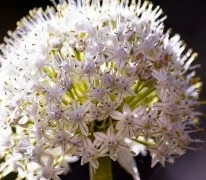 fiori di cipolla