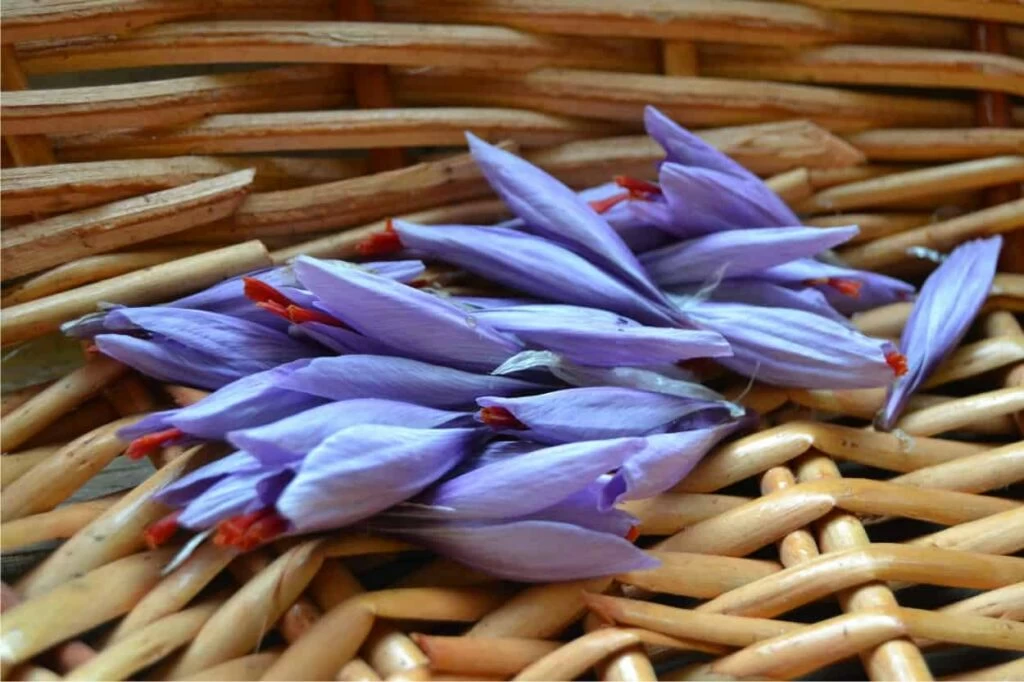 fiori raccolti