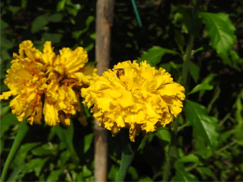 fiori di tagete