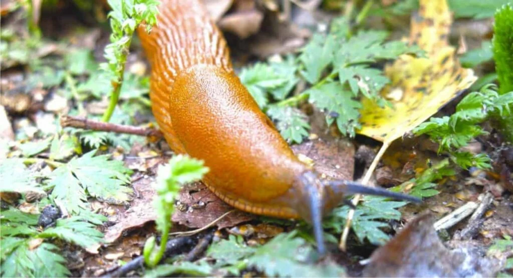 limacce