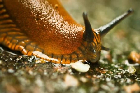 difendere l'orto dalle limacce