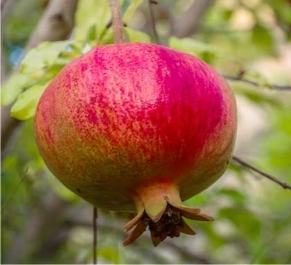 maturazione del melograno