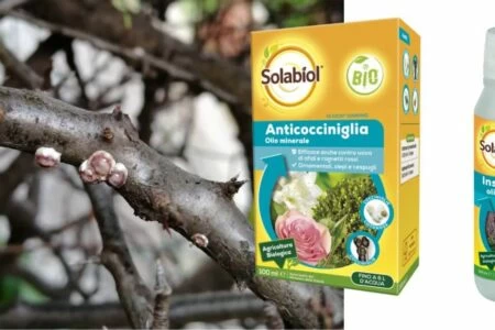 olio bianco contro la cocciniglia