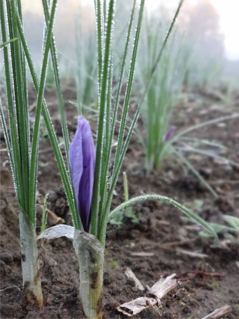 fiore chiuso