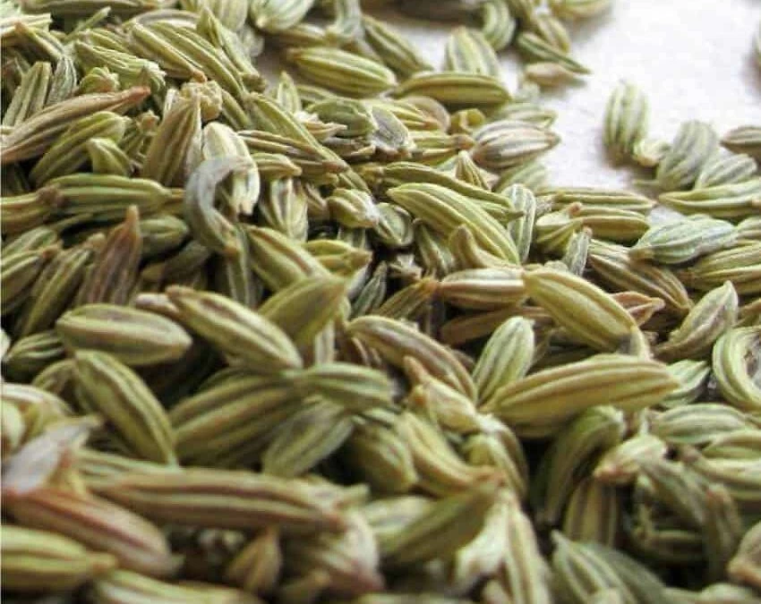 semi di finocchio