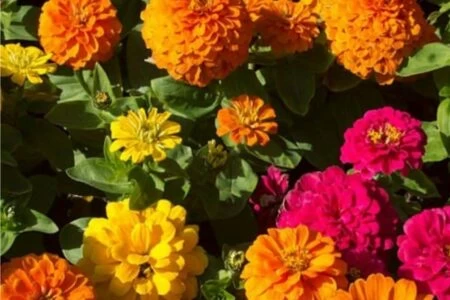 fiori di zinnia