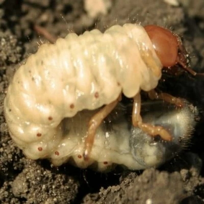 larva di maggiolino