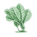Piante chenopodiacee
