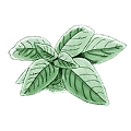 Piante lamiacee