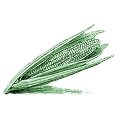Piante graminacee