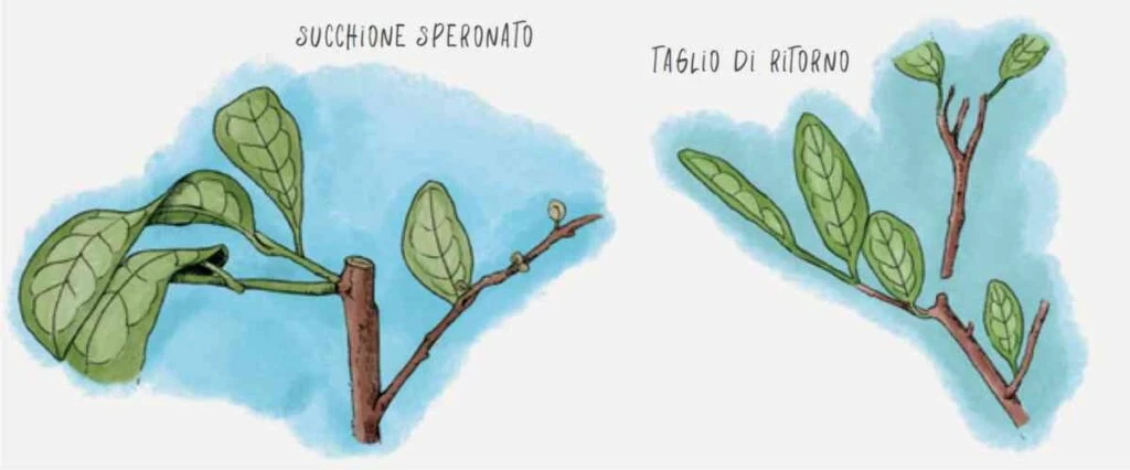 tagli limone