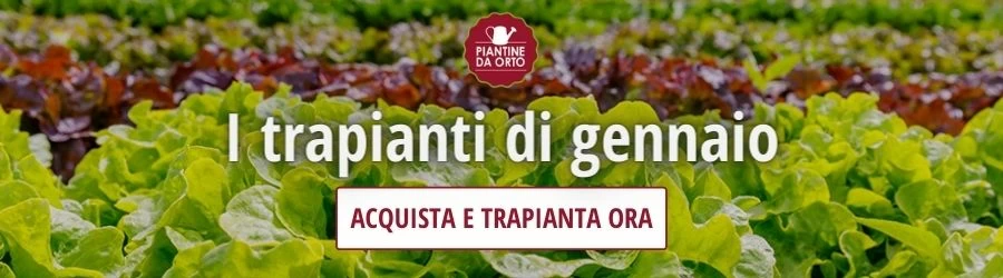 trapianti gennaio
