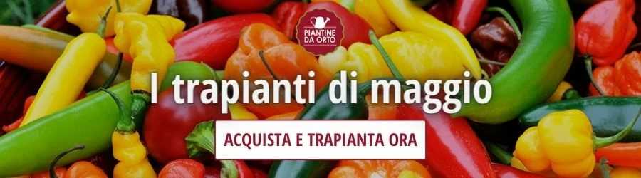 trapianti maggio
