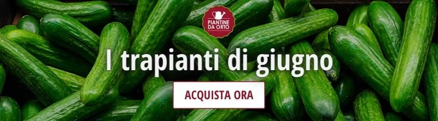 trapianti giugno