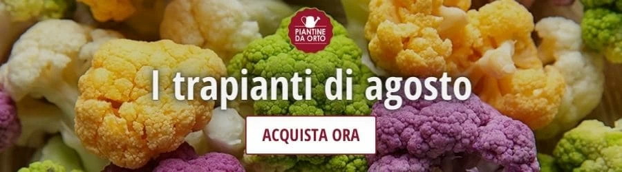 trapianti di agosto