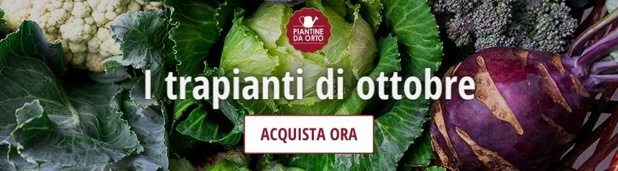 trapianti ottobre