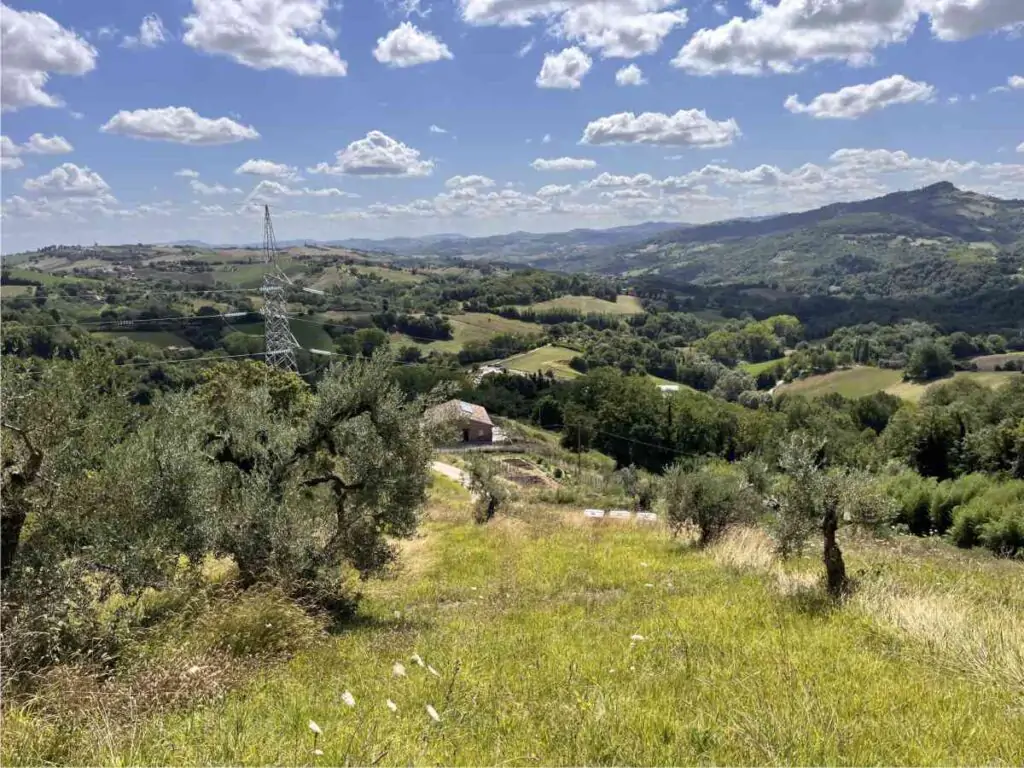 ulivi in pendenza