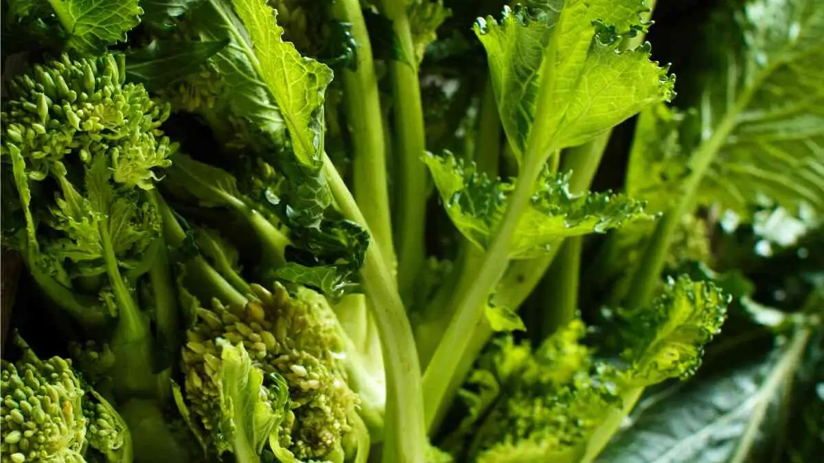 cime di rapa
