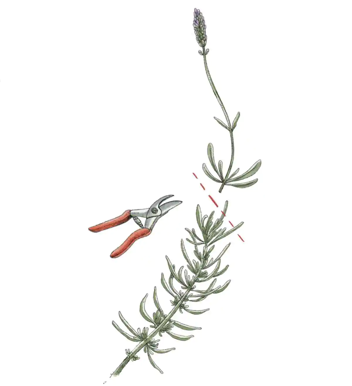 cimatura lavanda