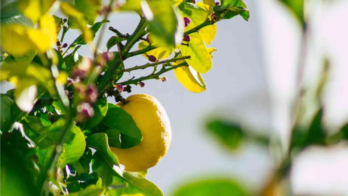 limone in serra